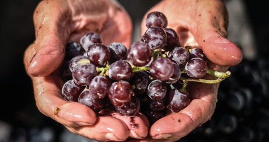Vinhos Portugueses para o Inverno: Opções Encorpadas e Aromáticas